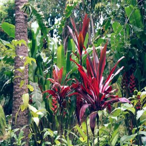 HP-CORDYLINE T.G. PARTY