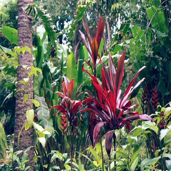 HP-CORDYLINE T.G. PARTY - Image 2