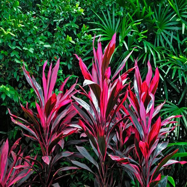 HP-CORDYLINE T.G. PARTY