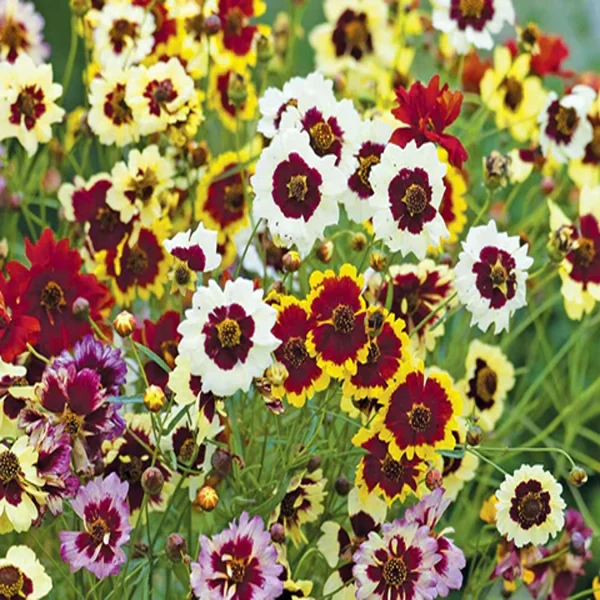 COREOPSIS SPP. - Image 4