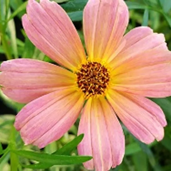 COREOPSIS SPP. - Image 3