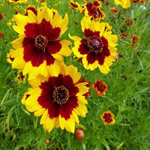 COREOPSIS SPP.