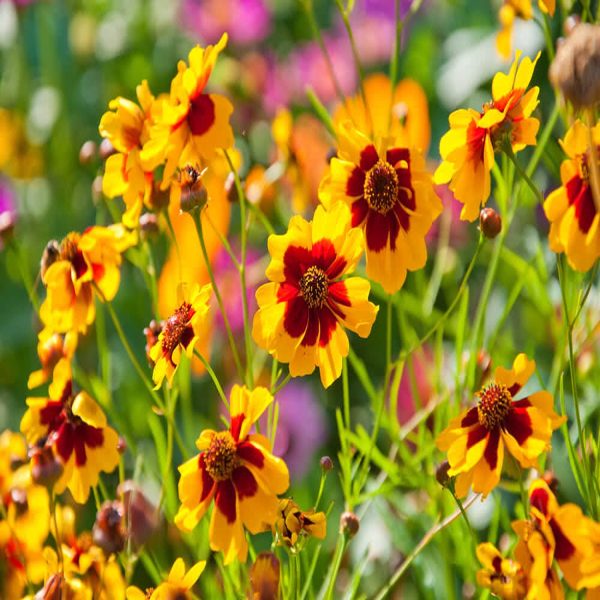 COREOPSIS SPP. - Image 5