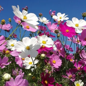 COSMOS