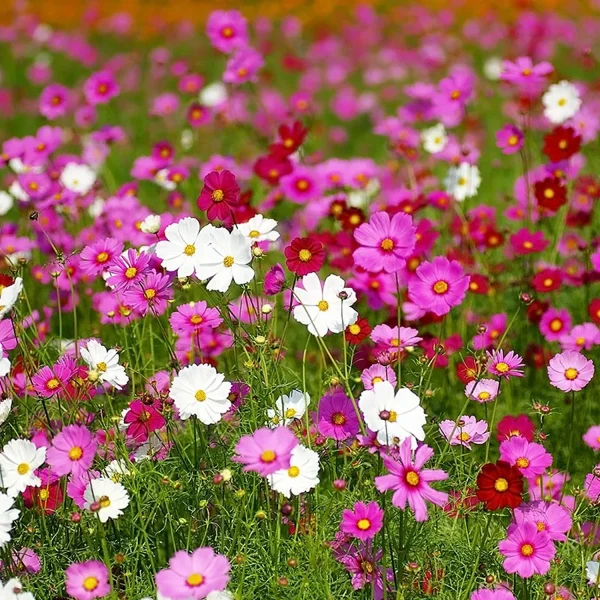 COSMOS - Image 5