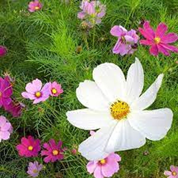 COSMOS SPP. - Image 4