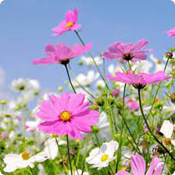 COSMOS SPP. - Image 3