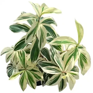 HP-COSTUS S. VARIEGATA