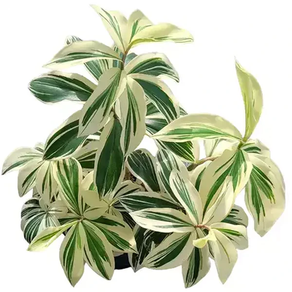 HP-COSTUS S. VARIEGATA - Image 2