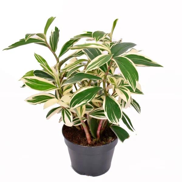 HP-COSTUS S. VARIEGATA - Image 3