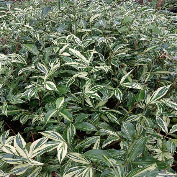 HP-COSTUS S. VARIEGATA - Image 4