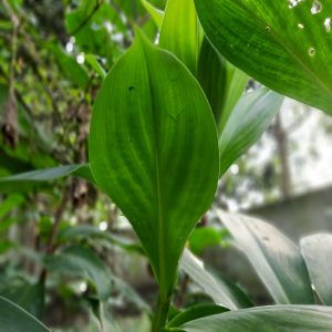 PHP-COSTUS SPECIOSUS