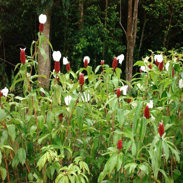 PHP-COSTUS SPECIOSUS - Image 3