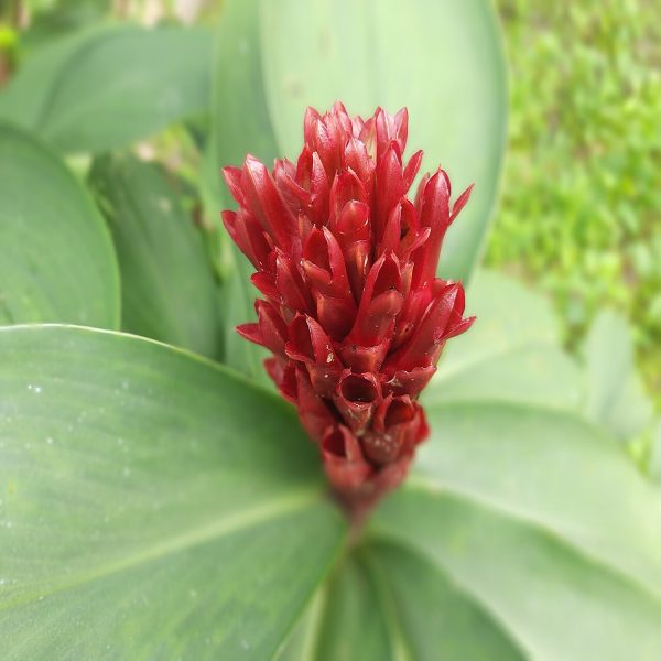 PHP-COSTUS SPECIOSUS - Image 4