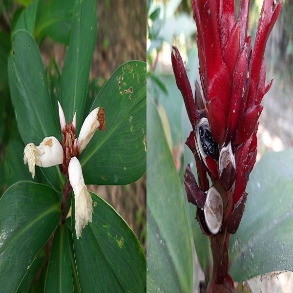 HP-COSTUS S. VARIEGATA - Image 6