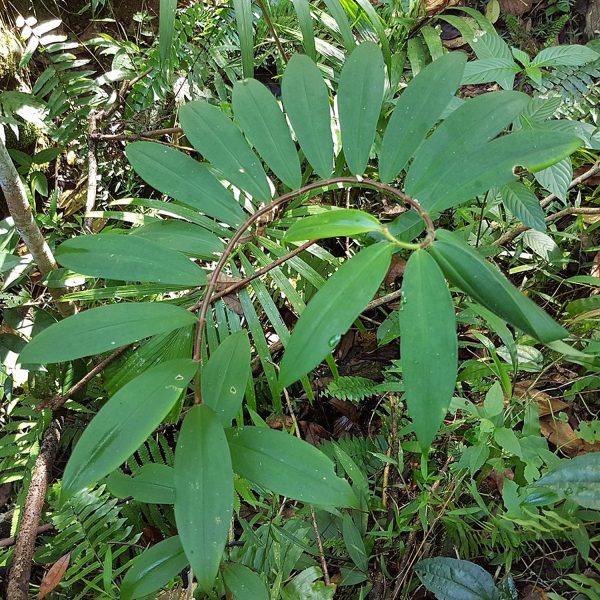 HP-COSTUS S. VARIEGATA - Image 7