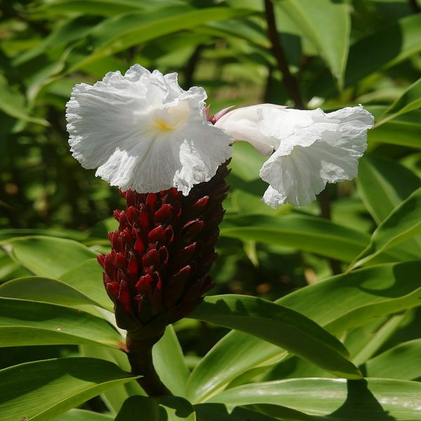 HP-COSTUS SPECIOSUS - Image 5