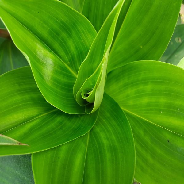 HP-COSTUS S. VARIEGATA - Image 9