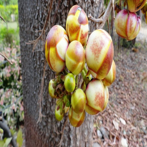 COUROUPITA GUIANENSIS - Image 3
