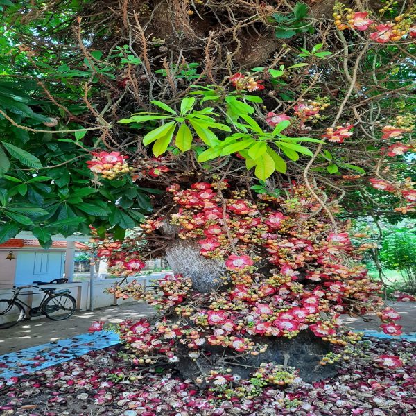 COUROUPITA GUIANENSIS - Image 4