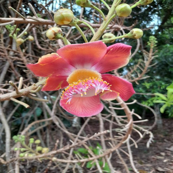 COUROUPITA GUIANENSIS
