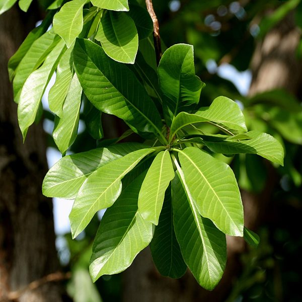 COUROUPITA GUIANENSIS - Image 2