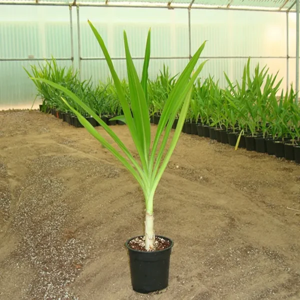 CRINUM ASIATICUM