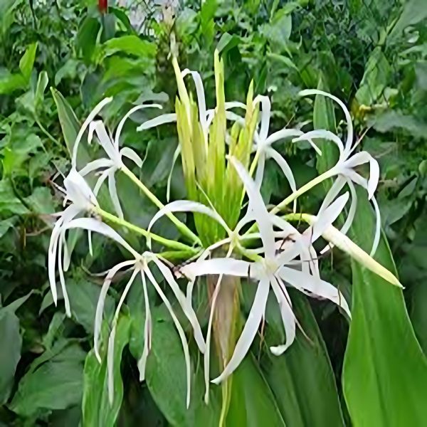 CRINUM ASIATICUM - Image 3
