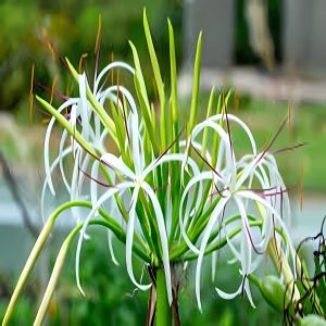 CRINUM ASIATICUM