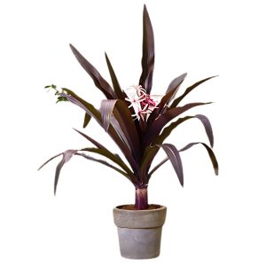CRINUM ASIATICUM PURPLE