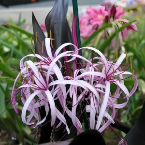 CRINUM ASIATICUM PURPLE