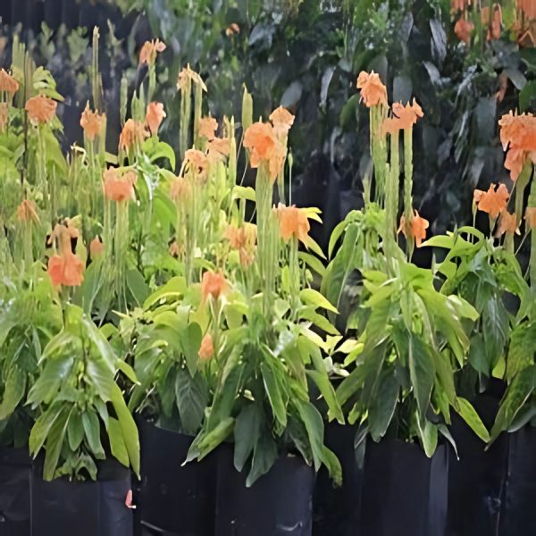 CROSSANDRA UNDULAEFOLIA - Image 4