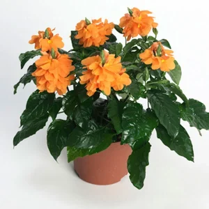 CROSSANDRA UNDULAEFOLIA