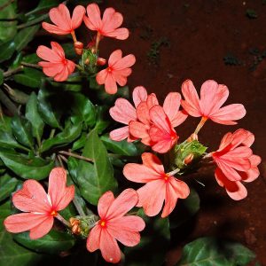 CROSSANDRA UNDULAEFOLIA