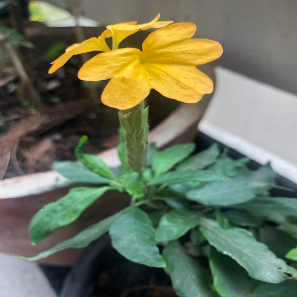 CROSSANDRA UNDULAEFOLIA - Image 3