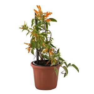 CRPYROSTEGIA VENSUTA