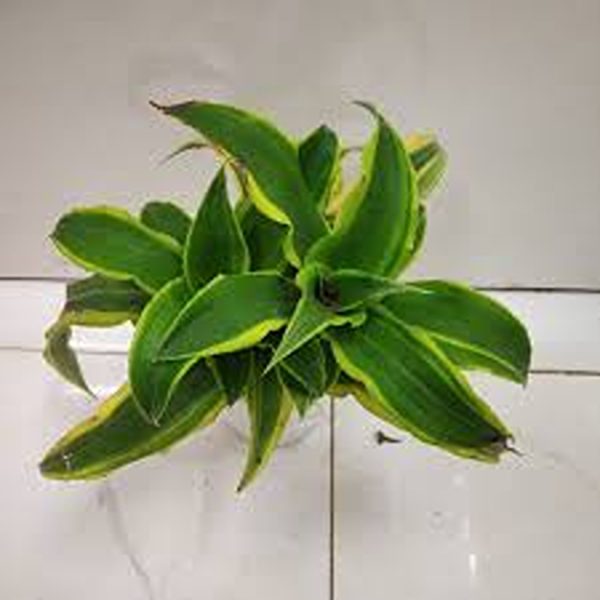 PHP-CRYPTANTHUS GOLDEN GREEN - Image 5