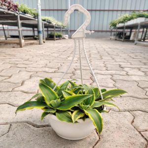 PHP-CRYPTANTHUS GOLDEN GREEN