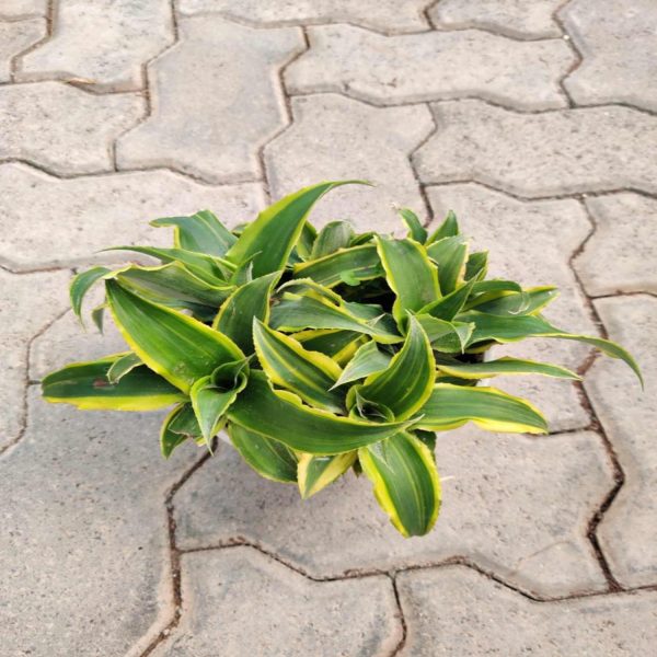 PHP-CRYPTANTHUS GOLDEN GREEN - Image 3
