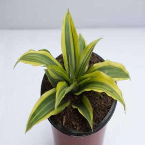 HP-CRYPTANTHUS GOLDEN GREEN