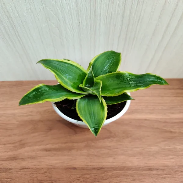 PHP-CRYPTANTHUS GOLDEN GREEN