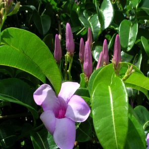 CRYPTOSTEGIA GR.
