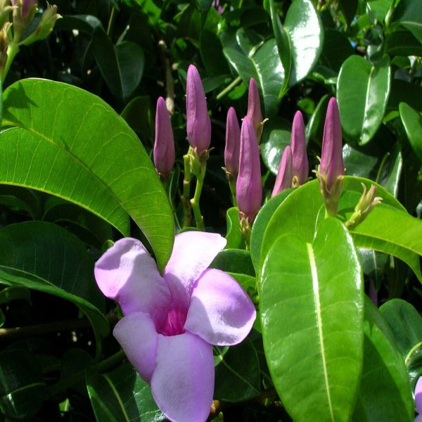 CRYPTOSTEGIA GR.