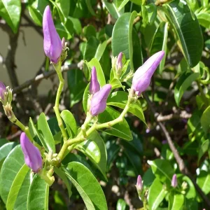 CRYPTOSTEGIA GR.