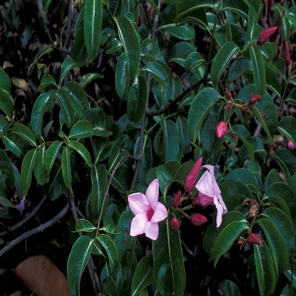 CRYPTOSTEGIA GR. - Image 3