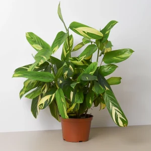 HP-CTENANTHE LUBBERSIANA