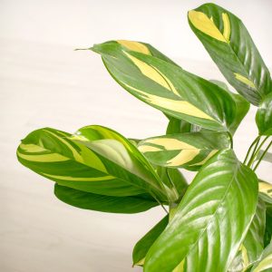 HP-CTENANTHE LUBBERSIANA
