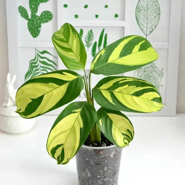 PHP-CTENANTHE LUBBERSIANA - Image 3