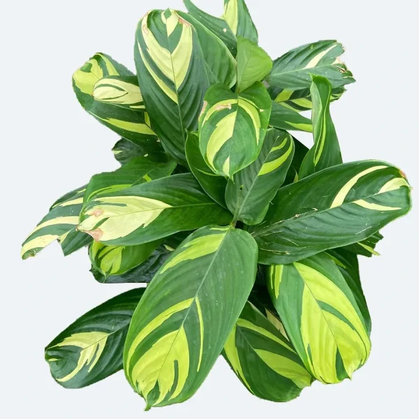 PHP-CTENANTHE LUBBERSIANA - Image 5