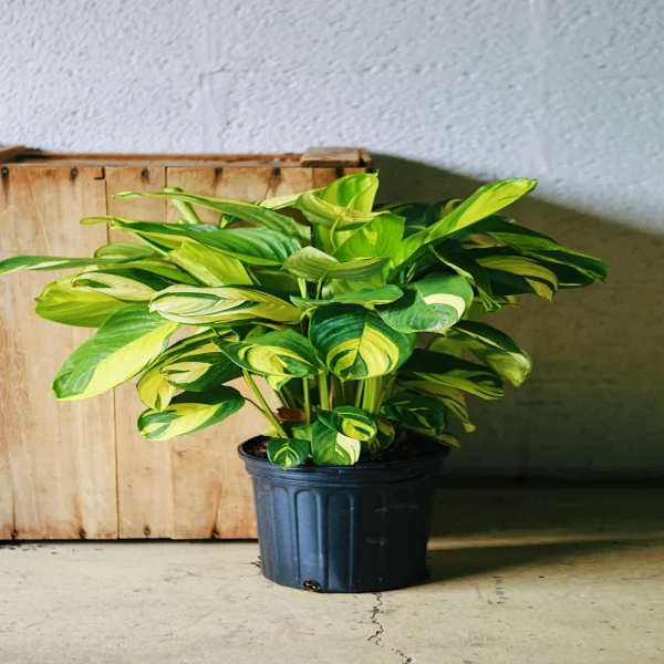 PHP-CTENANTHE LUBBERSIANA - Image 4